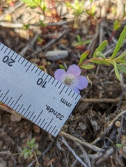 Phacelia curvipes