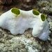 Green Barrel Sea Squirt - Photo (c) Jan Messersmith, some rights reserved (CC BY-NC-ND)