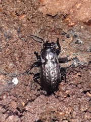 Carabus granulatus interstitialis