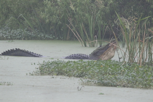 American Alligator photographed in Florida