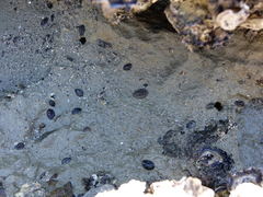 Onchidella nigricans