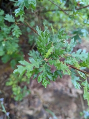 Quercus garryana breweri