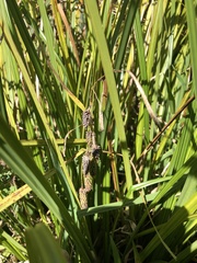 Carex lessoniana