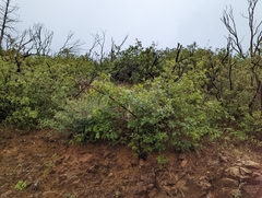 Quercus garryana breweri