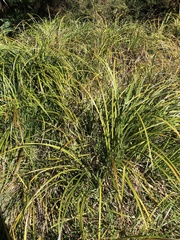 Carex lessoniana