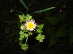 Erigeron philadelphicus philadelphicus