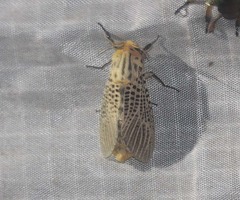 Bergaris lutescens