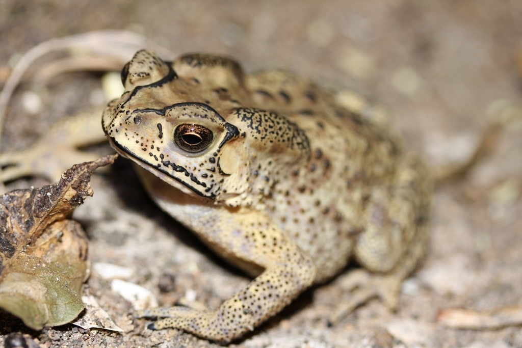 Asian Common Toad