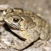 Asian Common Toad - Photo (c) Thomas Brown, some rights reserved (CC BY)