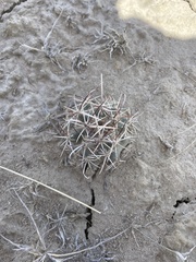 Sclerocactus cloverae