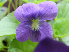 Viola × melissifolia