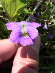 Viola × melissifolia