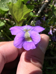 Viola × melissifolia