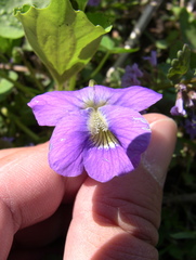 Viola × melissifolia