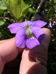 Viola × melissifolia