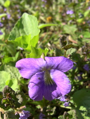 Viola × melissifolia