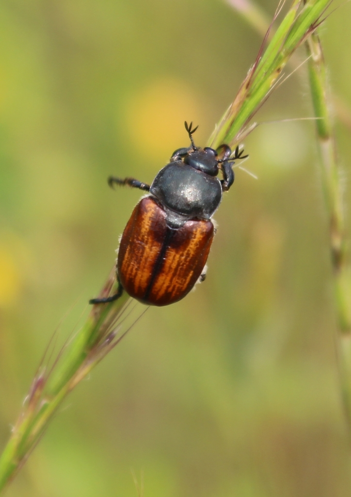 Anisoplia villosa
