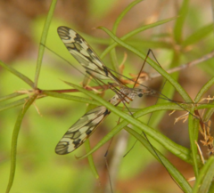 Tipula trivittata