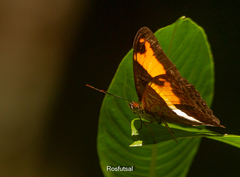 Adelpha malea