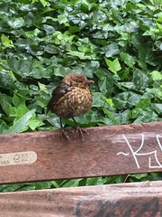 Turdus merula