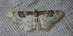 Idaea mustelata