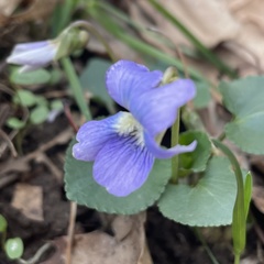 Viola sororia