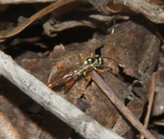 Cratichneumon w-album