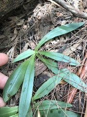 Arthrochilus irritabilis