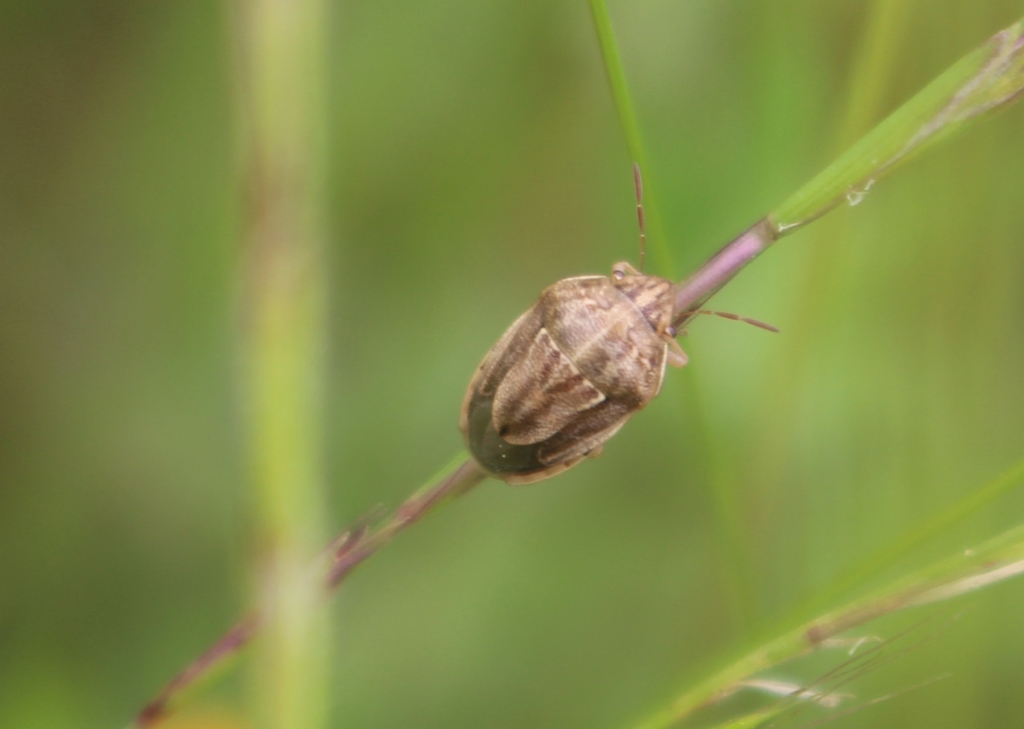 Neottiglossa bifida