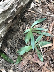 Arthrochilus irritabilis