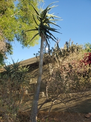 Aloidendron