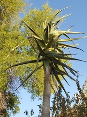 Aloidendron
