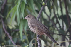 Haemorhous mexicanus