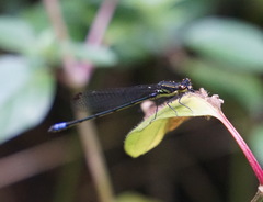 Pseudagrion bicoerulans