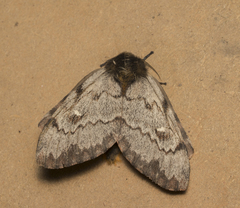 Ormiscodes nigrosignata