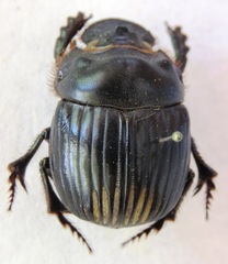 Dichotomius annae