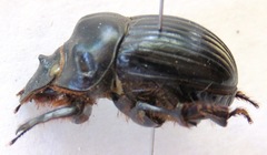 Dichotomius annae