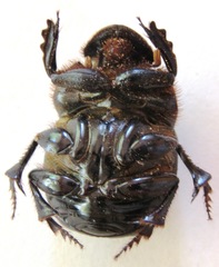 Dichotomius annae