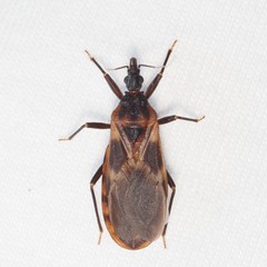 Triatoma lecticularia