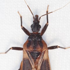 Triatoma lecticularia