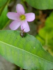 Eolygus vittatus