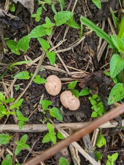 Caprimulgiformes
