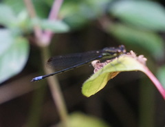 Pseudagrion bicoerulans