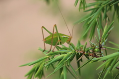 Barbitistes fischeri