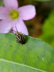 Eolygus vittatus