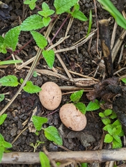 Caprimulgiformes