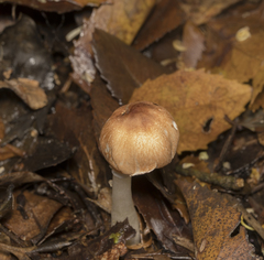 Leucoagaricus erythrellus