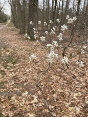 Amelanchier ovalis