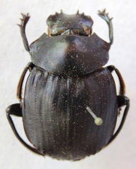 Deltochilum panamensis