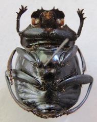 Deltochilum panamensis